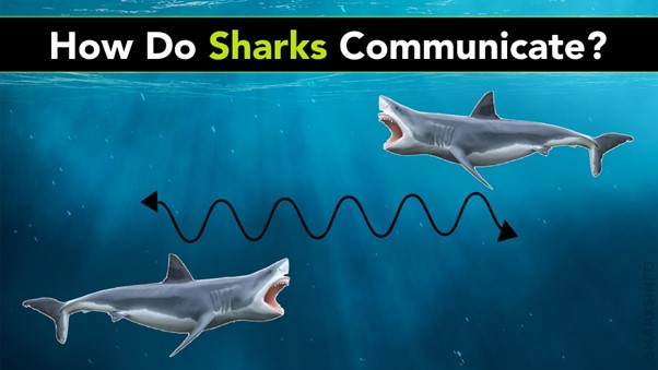 What sound does a shark make – sharksinfo.com