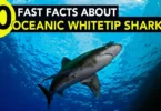 10 Fast Facts About Oceanic Whitetip Sharks