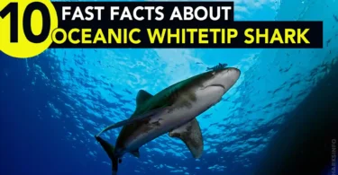 10 Fast Facts About Oceanic Whitetip Sharks