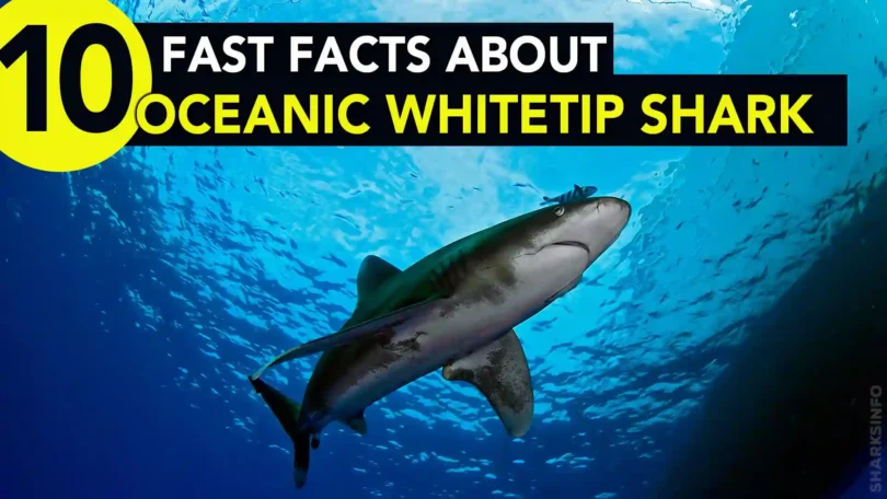 10 Fast Facts About Oceanic Whitetip Sharks