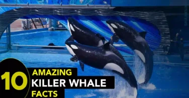 10 Interesting Killer Whale Facts