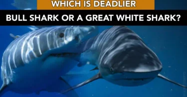 A bull shark or a great white shark