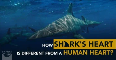 How Shark's Heart is Different From a Human Heart
