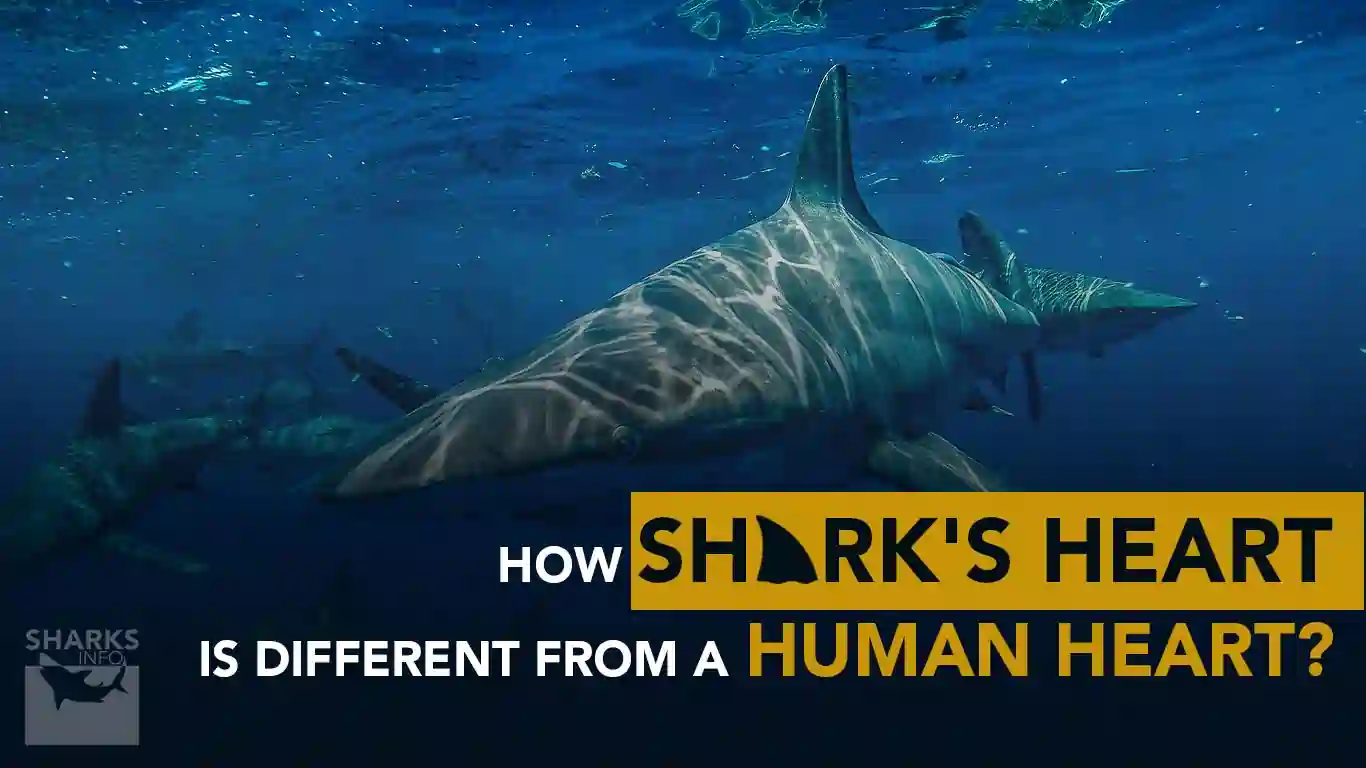 How Shark's Heart is Different From a Human Heart?