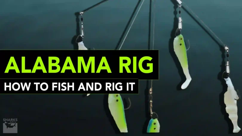 Alabama Rig _ How To Fish And Rig It