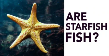 Are Starfish Fish