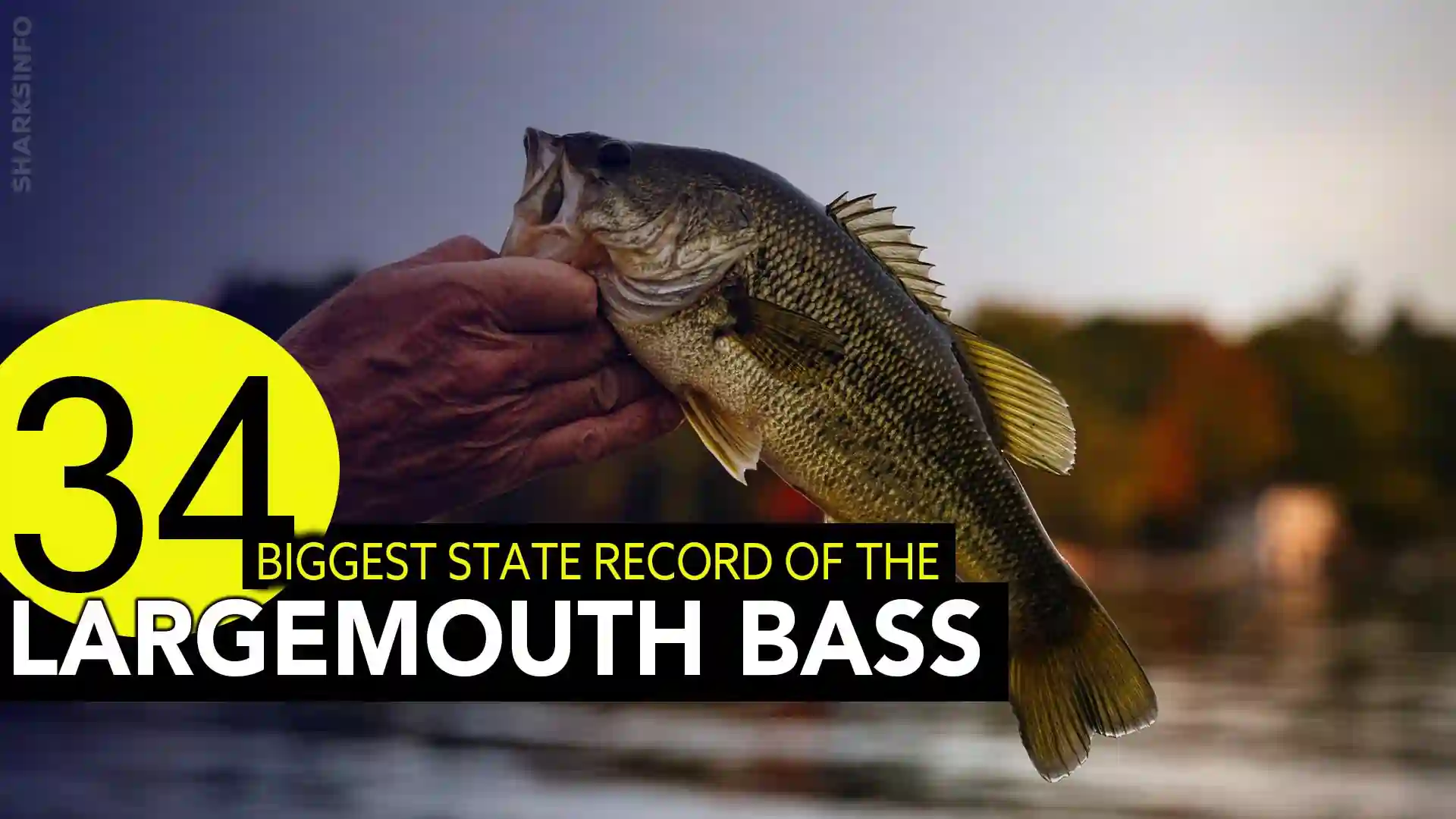 34 Of The Biggest State Record Largemouth Bass