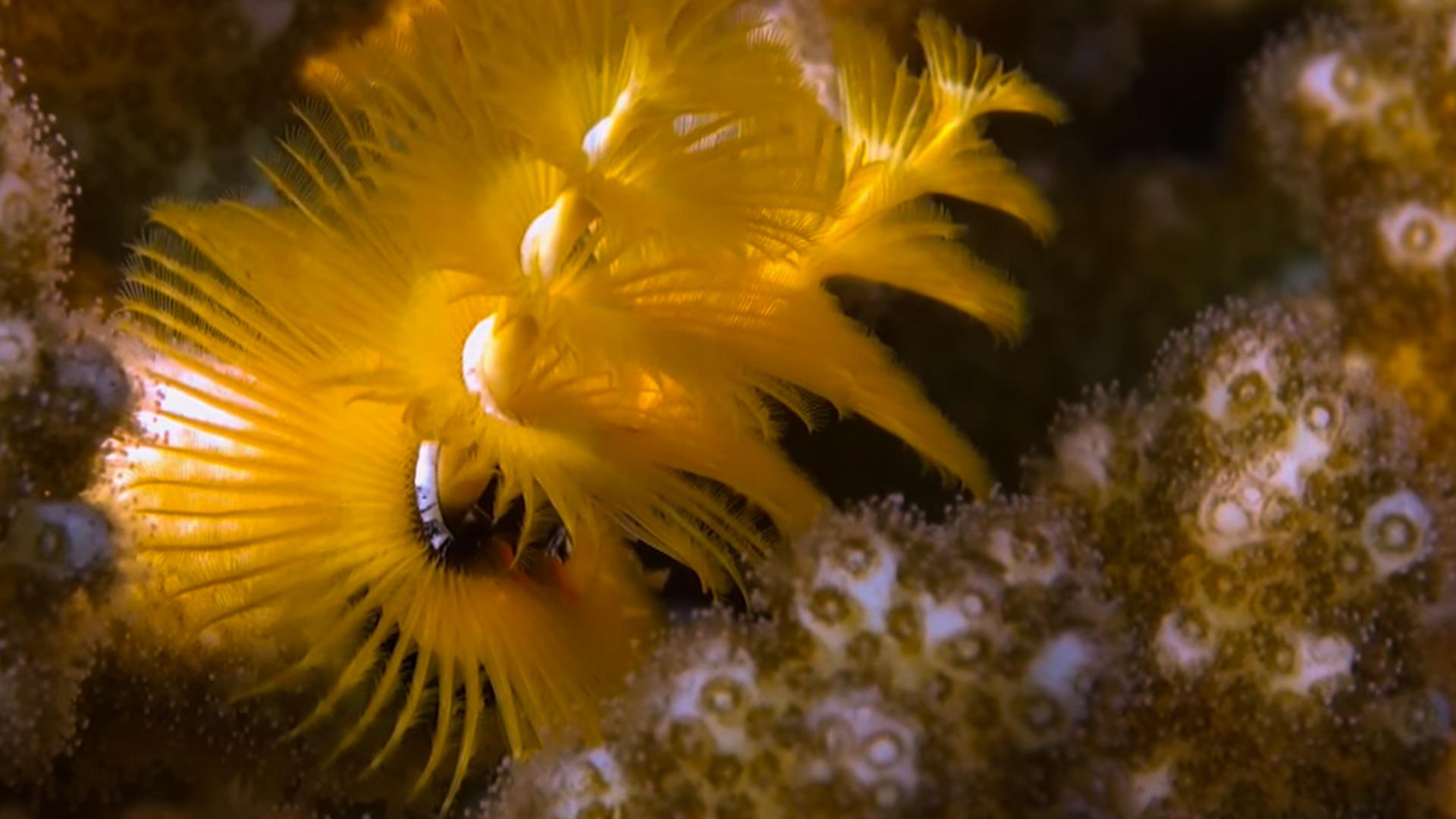 Are Christmas Tree Worms