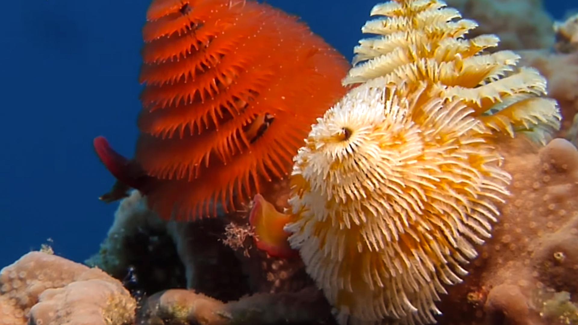 Are Christmas Tree Worms