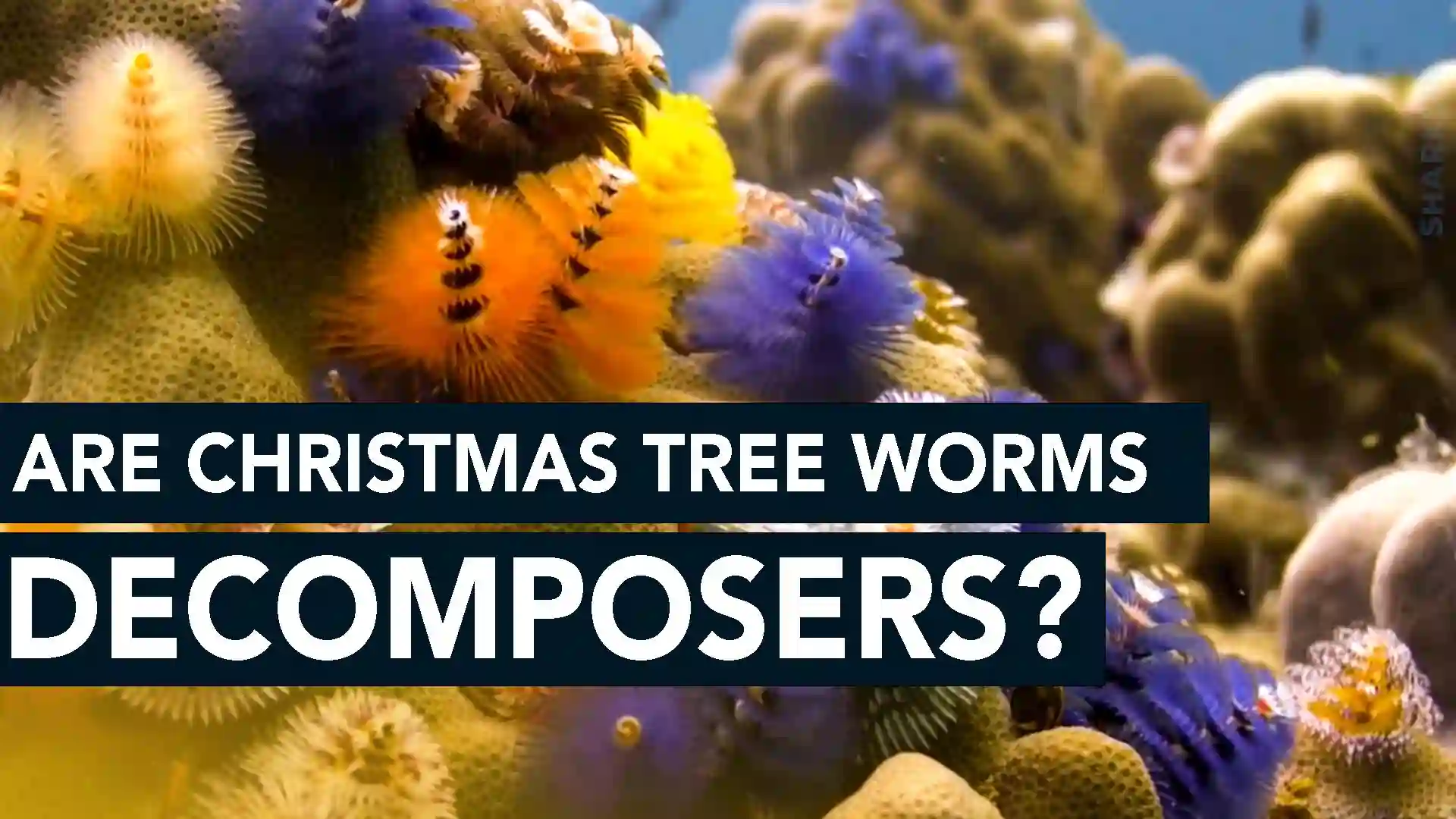 are-christmas-tree-worms-decomposers-sharksinfo