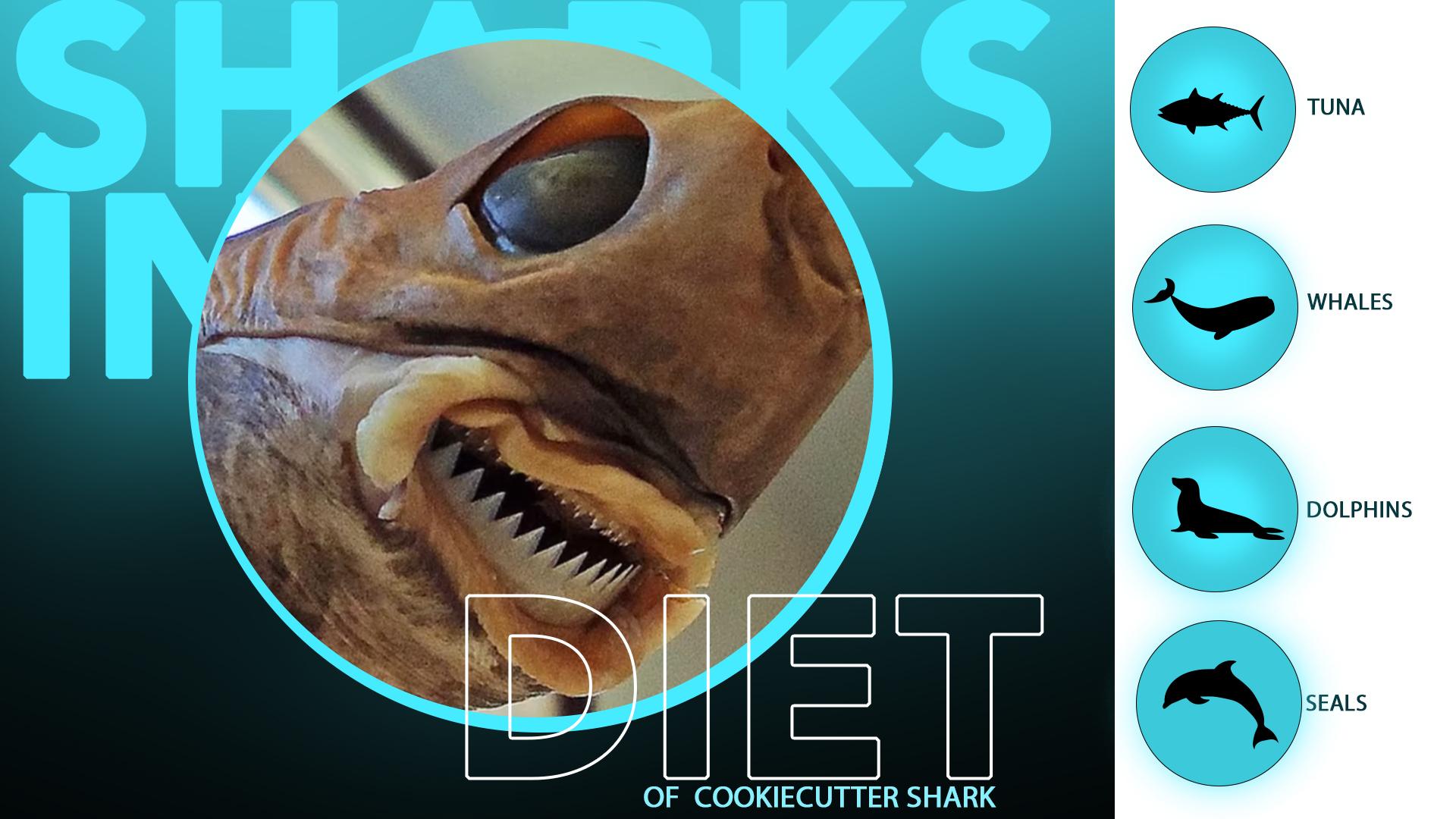 The Cookiecutter Shark -13 Facts - Sharksinfo.com