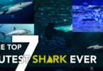 Top 7 Cutest Sharks Ever