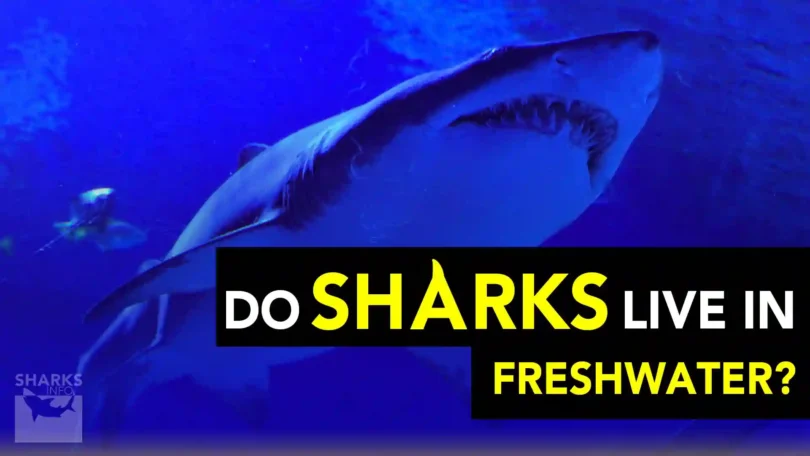 Do Sharks Live In Freshwater