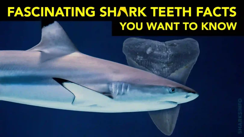 Fascinating Shark Teeth Facts