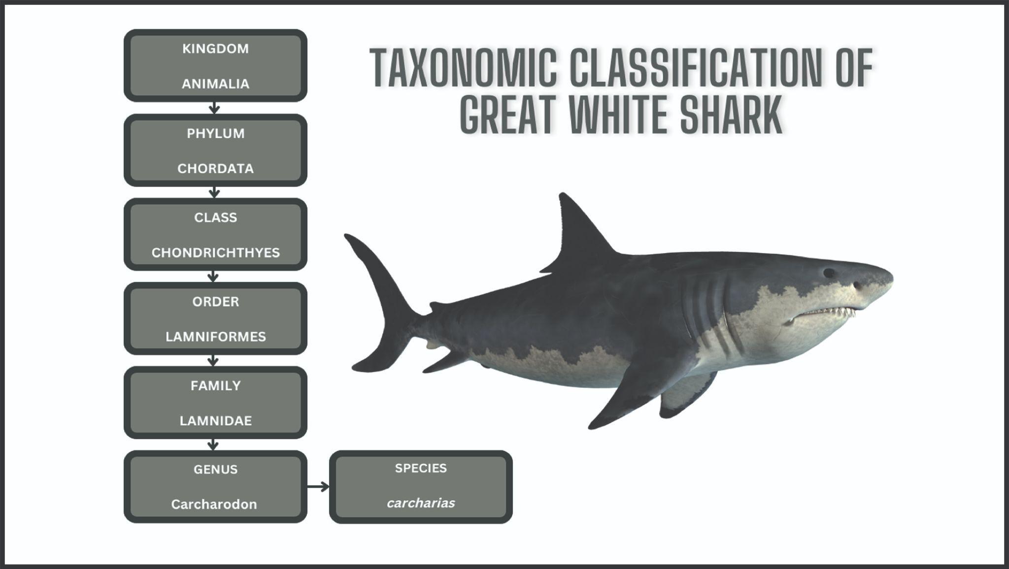 The Great White Shark [20+ Facts] Reproduction, Habitat, Size & Diet