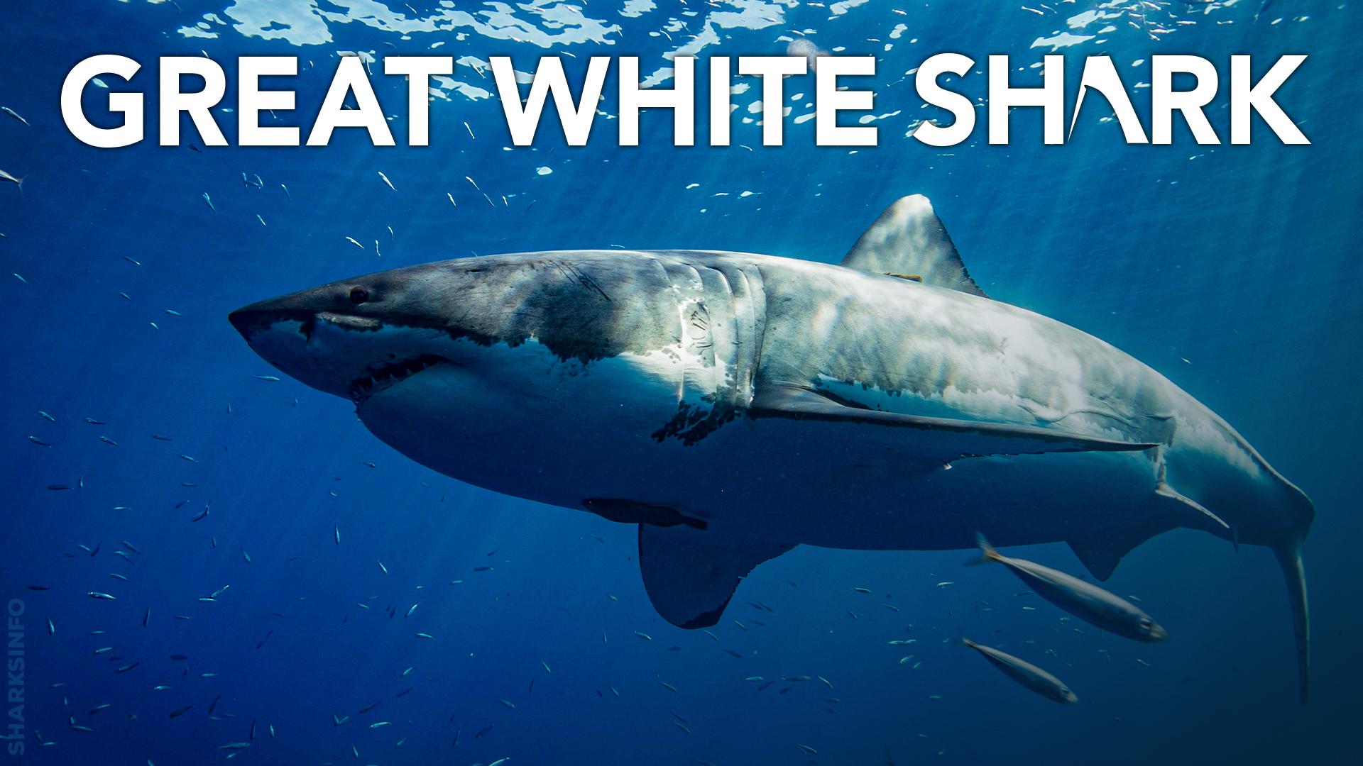 The Great White Shark [20+ Facts] Reproduction, Habitat, Size & Diet ...