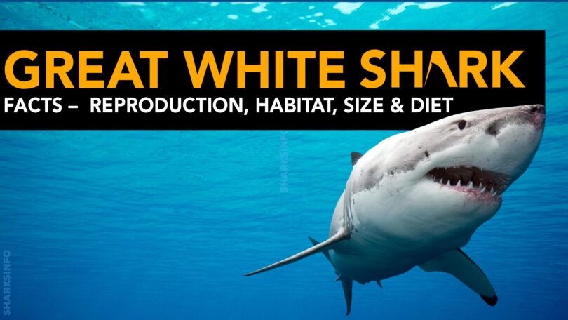 The Great White Shark [20+ Facts] Reproduction, Habitat, Size & Diet