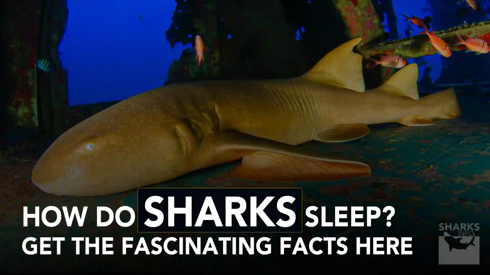 How do Sharks Sleep? Some Rare Fascinating Facts!