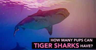How many pups can tiger sharks have