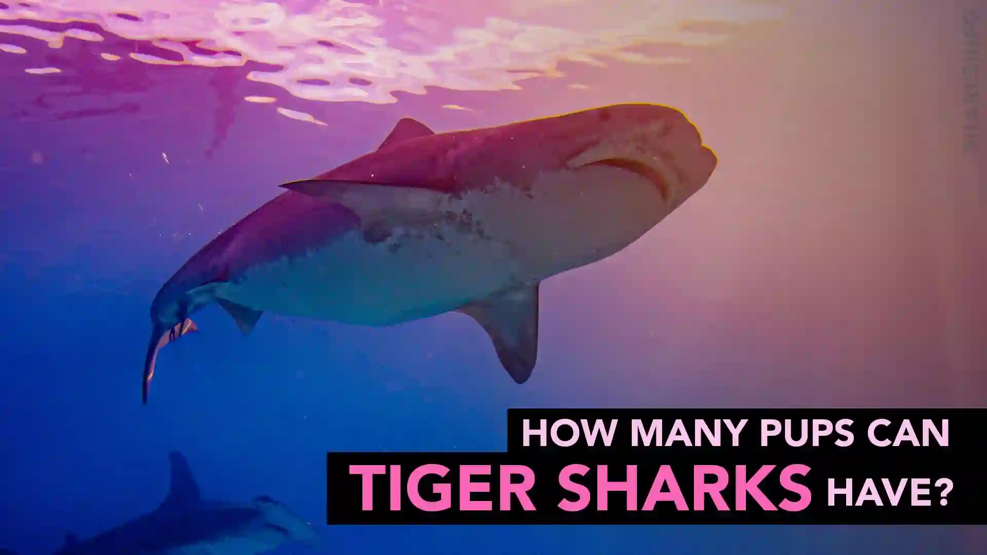 How Many Pups can Tiger Sharks have? - sharksinfo.com