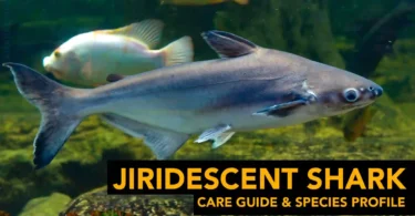 Iridescent Shark Care Guide