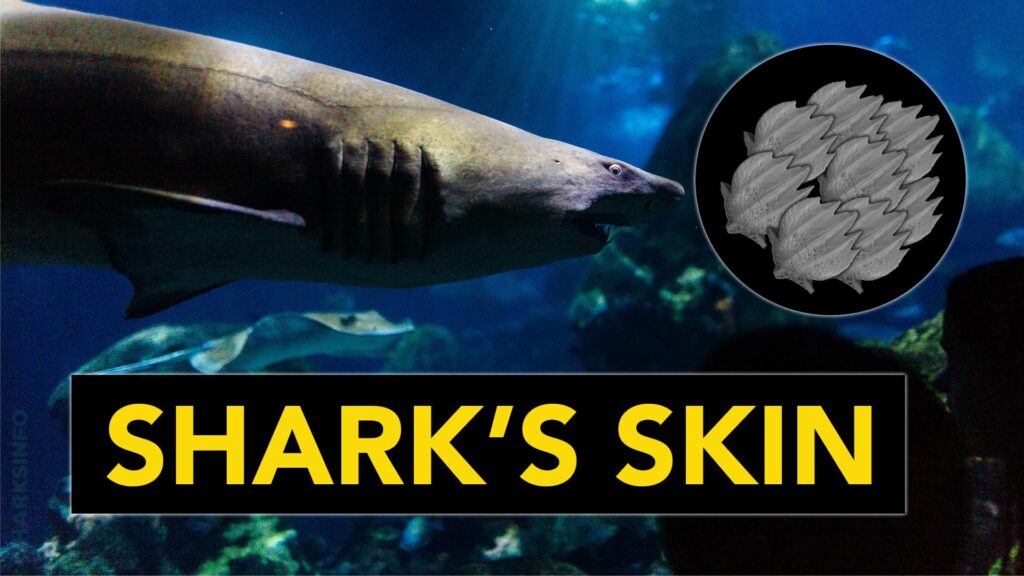 Is Shark Skin Bulletproof 