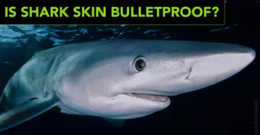 Is Shark Skin Bulletproof