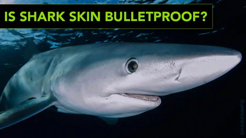 Is Shark Skin Bulletproof