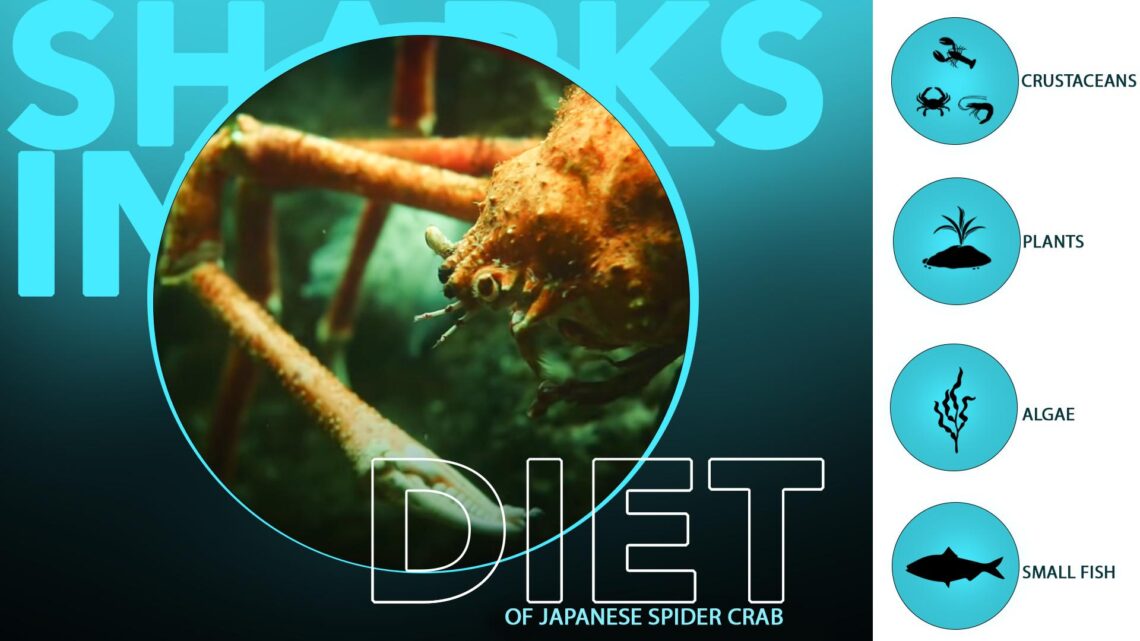 Japanese Spider Crab Diet at Charlie Reed blog