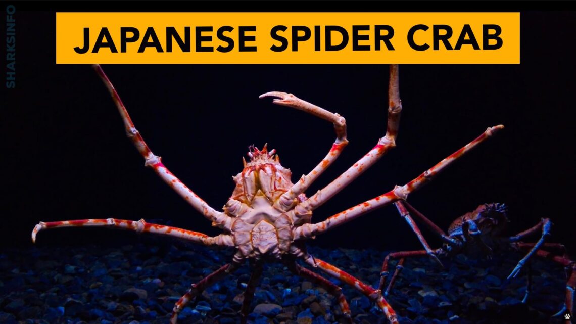 Japanese Spider crab – Facts, Diet, Habitat, Behavior, Lifespan & More