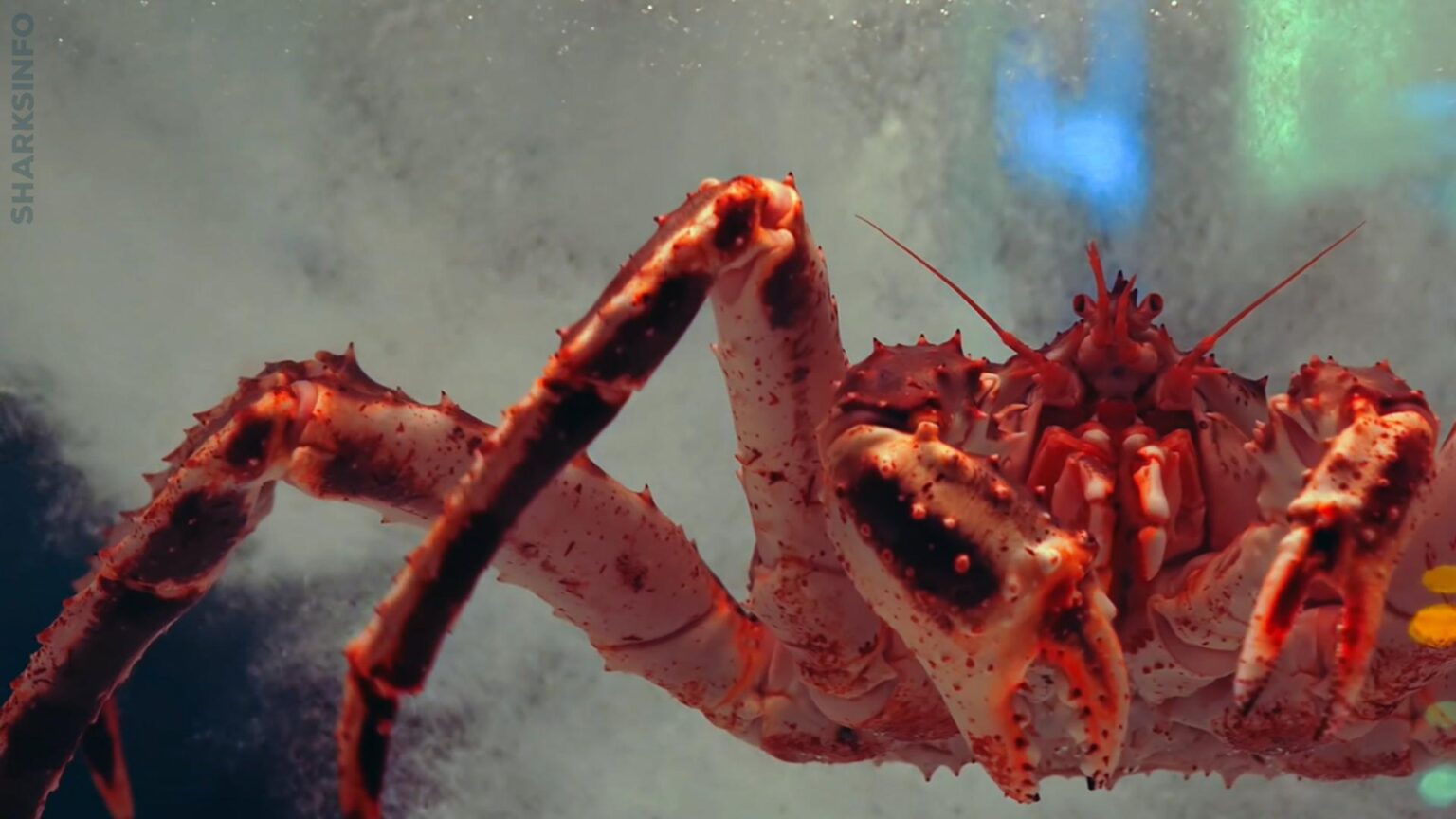 Japanese Spider crab – Facts, Diet, Habitat, Behavior, Lifespan & More