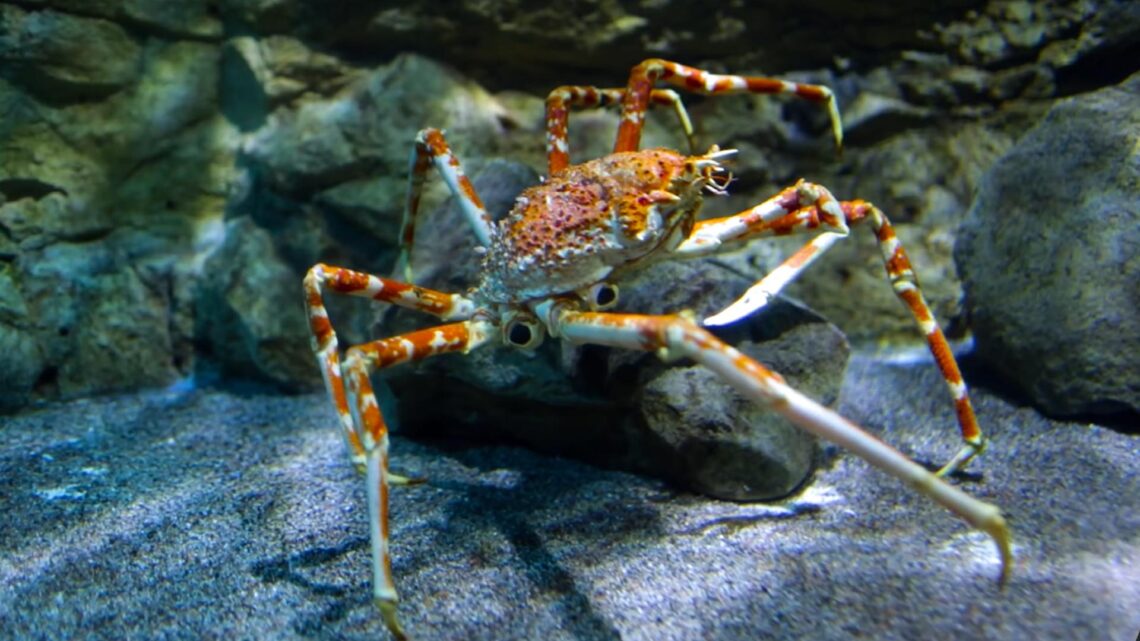 Japanese Spider crab – Facts, Diet, Habitat, Behavior, Lifespan & More