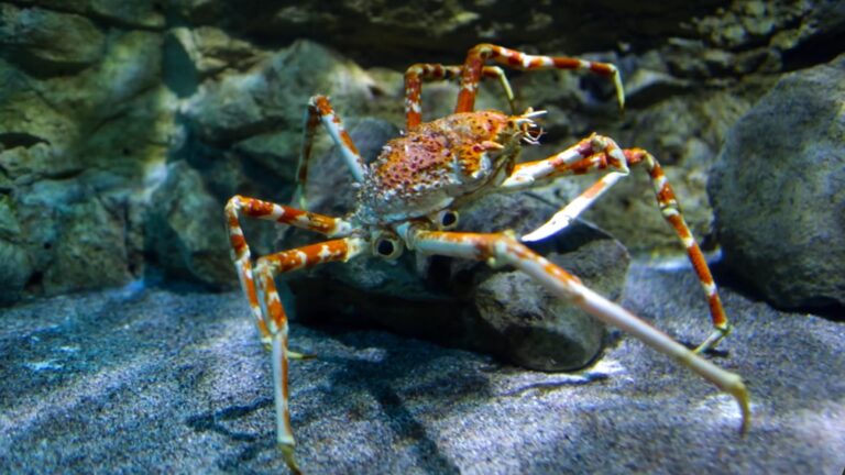 Japanese Spider crab – Facts, Diet, Habitat, Behavior, Lifespan & More