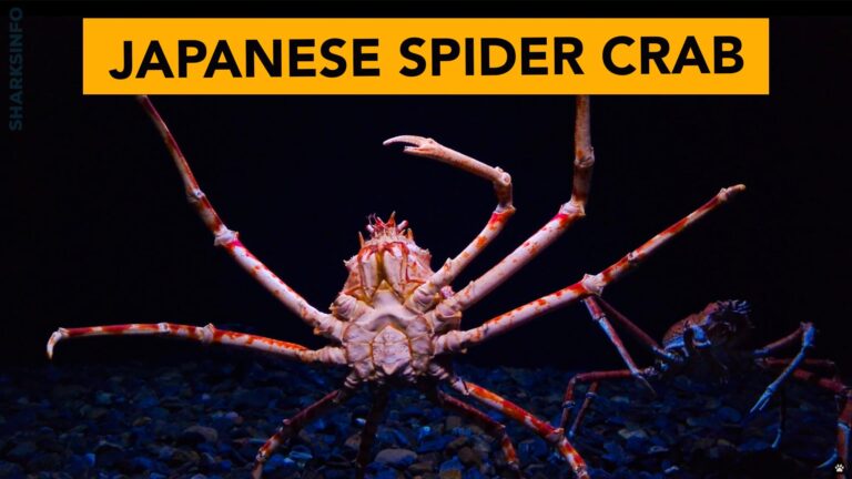 Japanese Spider crab – Facts, Diet, Habitat, Behavior, Lifespan & More