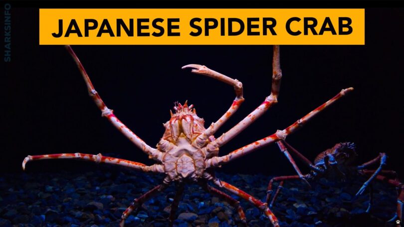 Japanese Spider Crab - Facts, Diet, Habitat, Behavior, Lifespan & More ...