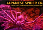 Japanese Spider crab - Facts, Diet, Habitat, Behavior, Lifespan & More