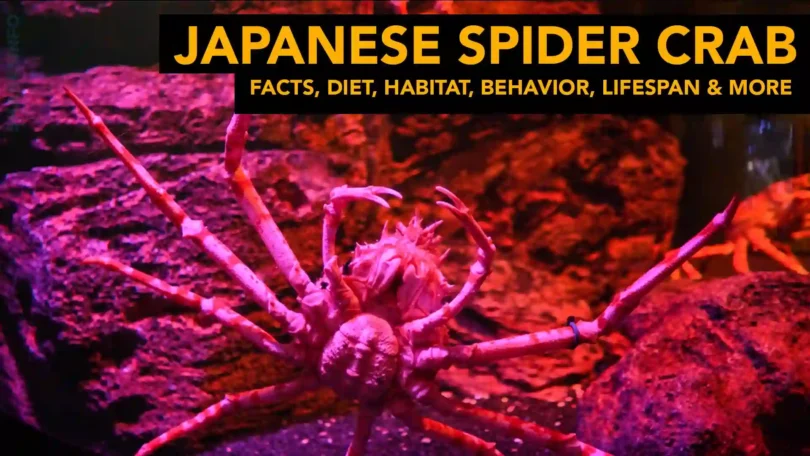 Japanese Spider crab - Facts, Diet, Habitat, Behavior, Lifespan & More