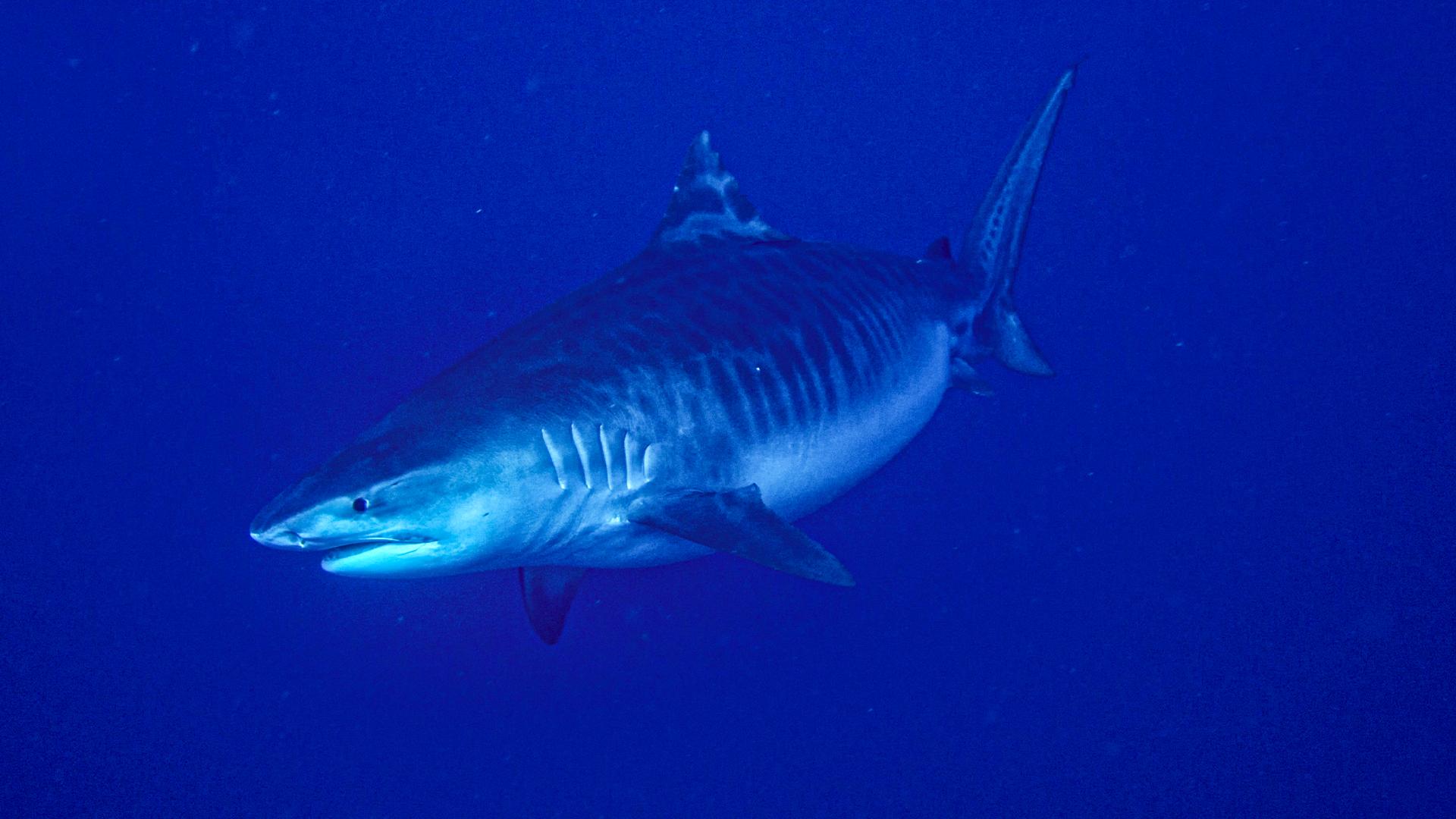 How Many Pups can Tiger Sharks have? - sharksinfo.com