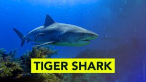 10 Amazing Tiger Shark Facts - sharksinfo.com