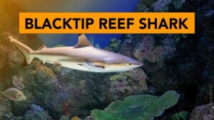 INTERESTING FACTS ABOUT BLACKTIP REEF SHARKS intelligence overview
