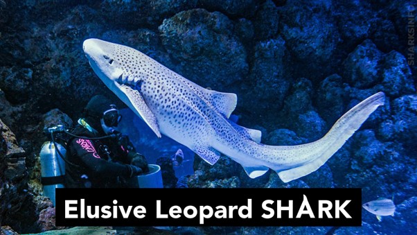 Elusive leopard shark – Facts, Diet, Habitat, & More – sharksinfo.com