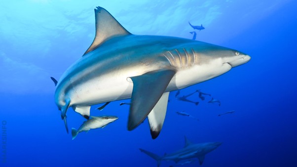 Are Sharks Considered Mammals or Fish – sharksinfo.com