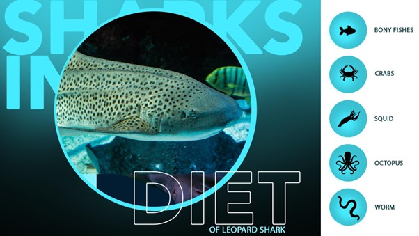 Elusive leopard shark – Facts, Diet, Habitat, & More – sharksinfo.com