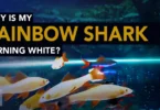 Why is my Rainbow Shark Turning White
