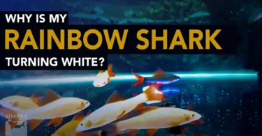 Why is my Rainbow Shark Turning White