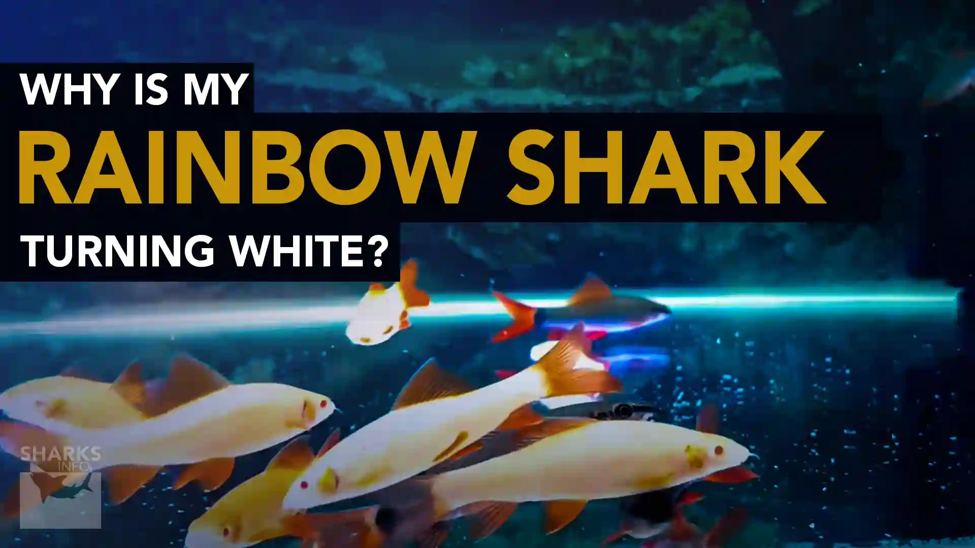 Why is my Rainbow Shark Turning White?