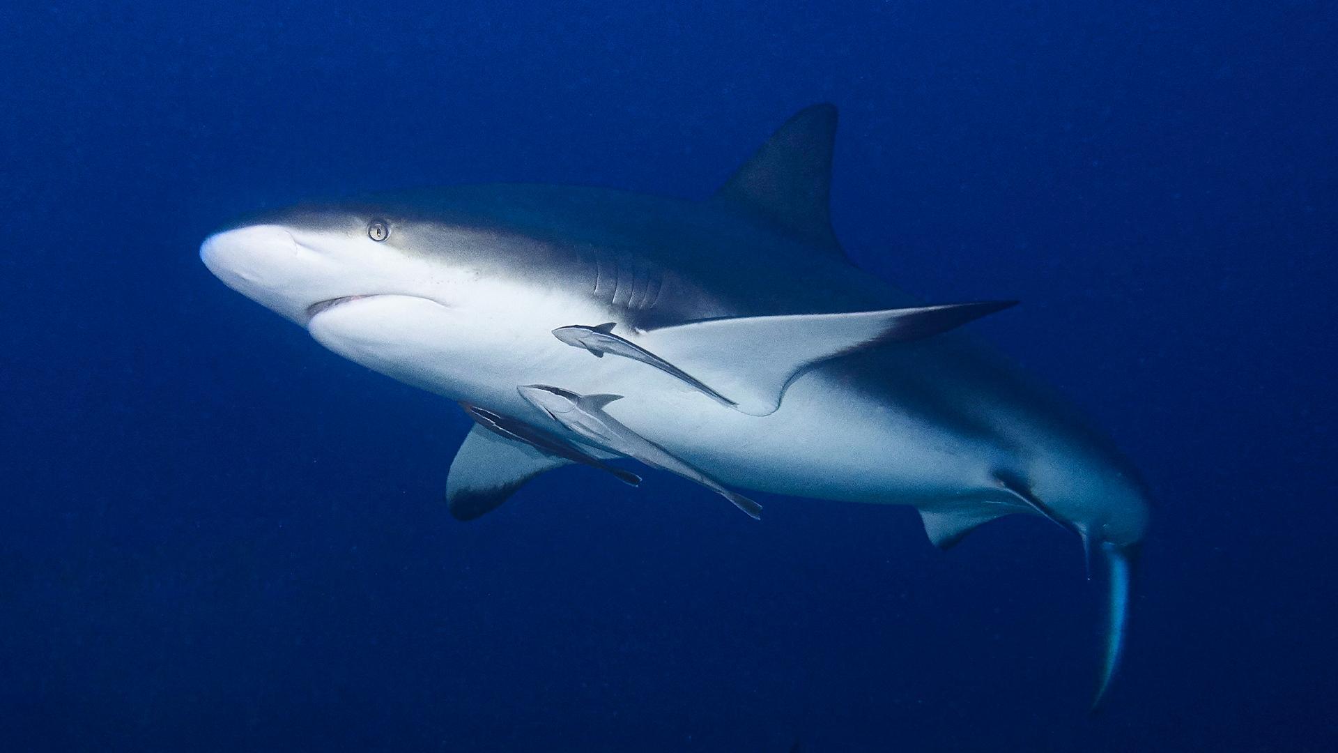Which is Deadlier? A Bull Shark or a Great White Shark – sharksinfo.com