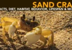 Sand Crab - Facts, Diet, Habitat, Behavior, Lifespan