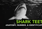 Shark Teeth - Anatomy, Number, & IdentificationShark Teeth - Anatomy, Number, & Identification