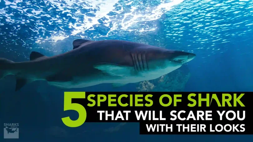 5 Species of Shark That Will Scare You; With Their Looks!